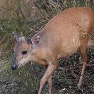 Natal red duiker