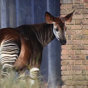 Okapi