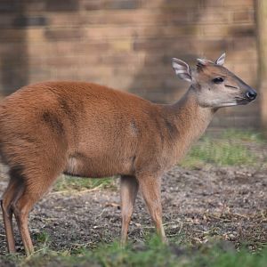 Natal red duiker