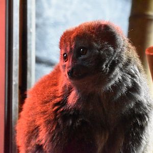 Aloatran gentle lemur