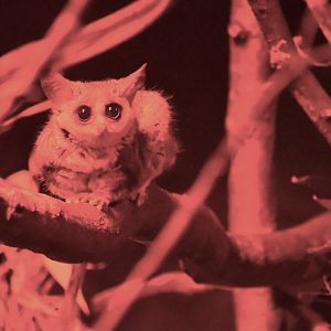Moholi bushbaby