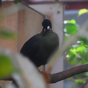 Hartlaub's turaco