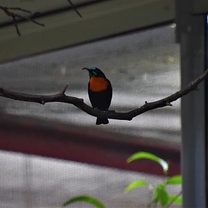 Scarlet-chested sunbird male