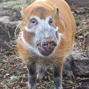 Red river hog