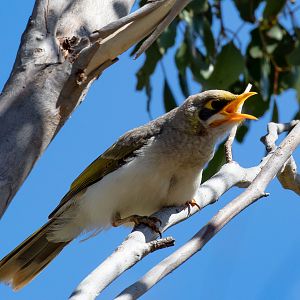 Yellow-throated Miner