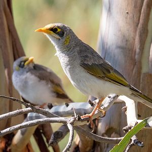 Yellow-throated Miner and chick