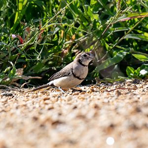 Double-barred Finch