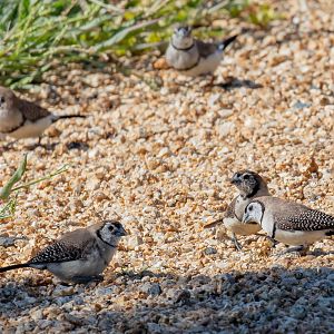 Double-barred Finches