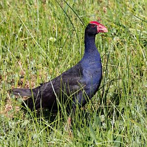 Australian Swamphen