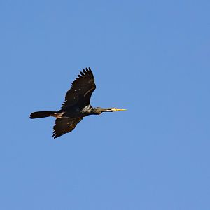 Australian Darter