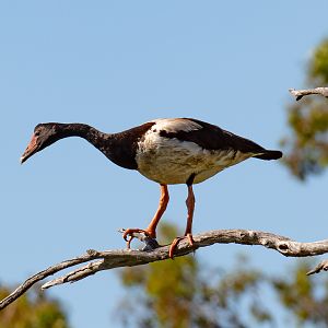 Magpie Goose