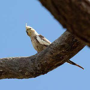Cockatiel