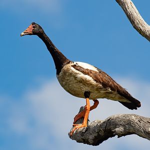 Magpie Goose