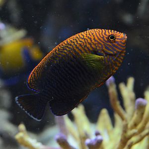 Russet angelfish (Centropyge potteri)