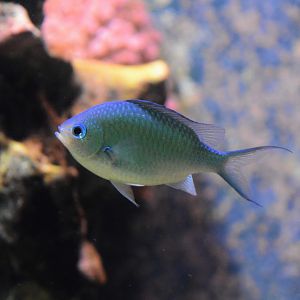 Black-axil chromis (Chromis atripectoralis)