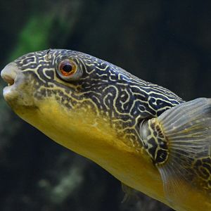 Giant freshwater pufferfish (Tetraodon mbu)