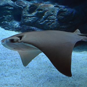 Oman cownose ray (Rhinoptera jayakari)