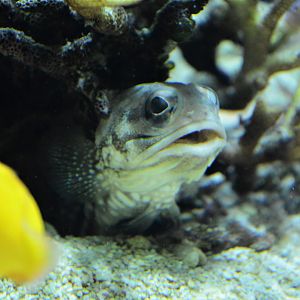 Bullseye jawfish (Opistognathus scops)