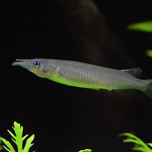 Sungai Lembo halfbeak (Nomorhamphus sp. 'Sungai Lembo')