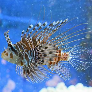 Broadbarred firefish (Pterois antennata)