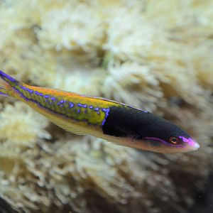 Severns' wrasse (Pseudojuloides severnsi)