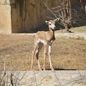 5 Day Old Dama Gazelle