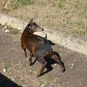 Yellow Backed Duiker Calf