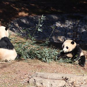 Asia Trail - Giant Panda - Mei Xiang - Xiao Qi Ji