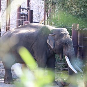 Elephant Trails - Asian Elephant - Spike