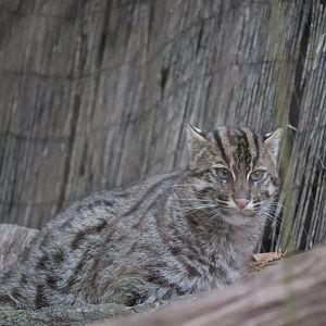 Asia Trail - Fishing Cat