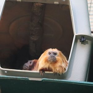 Small Mammal House - Golden Lion Tamarin