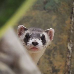 Small Mammal House - Black-Footed Ferret - Grasty
