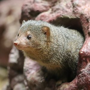 Small Mammal House - Dwarf Mongoose