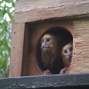 Small Mammal House - Golden-Headed Lion Tamarin