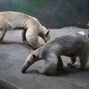 Small Mammal House - Southern Tamandua