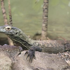 Reptile Discovery Center - Komodo Dragon - Onyx