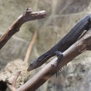 Reptile Discovery Center - Black Tree Monitor