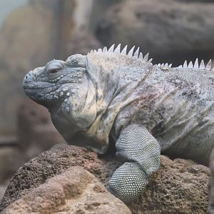 Reptile Discovery Center - Grand Cayman Blue Iguana