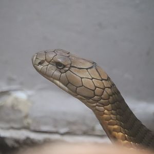 Reptile Discovery Center - King Cobra
