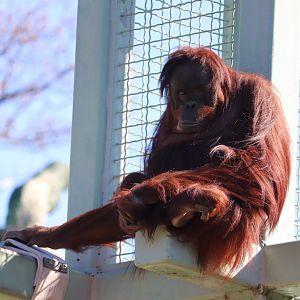 Think Tank - Orangutan - Bonnie