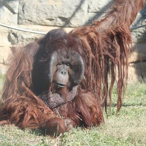 Think Tank - Bornean Orangutan - Kyle