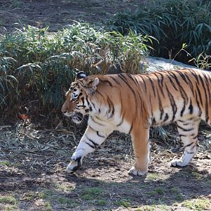 Great Cats - Amur Tiger