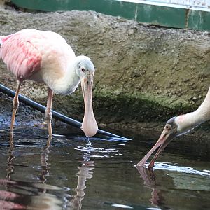 Amazonia - Roseate Spoonbill