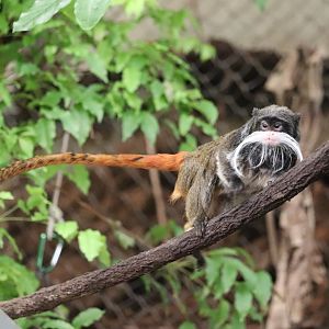 Amazonia - Emperor Tamarin