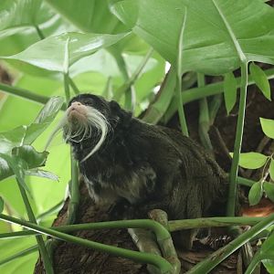 Amazonia - Emperor Tamarin