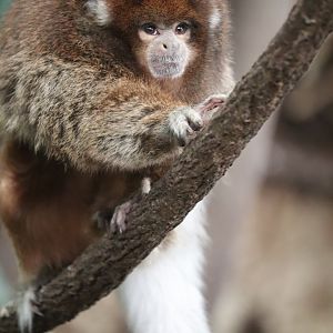Amazonia - White-Eared Titi Monkey - Henderson