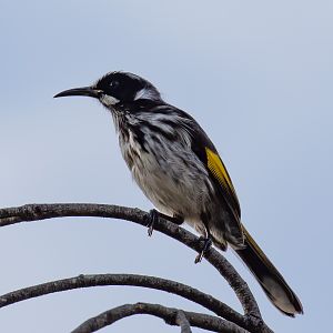 New Holland Honeyeater