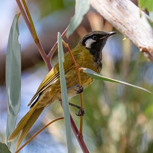 White-eared Honeyeater