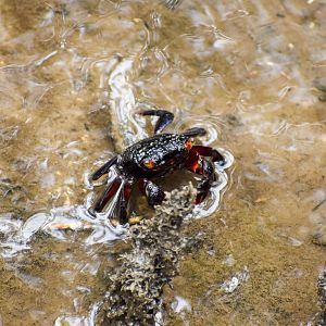 Maroon Mangrove Crab (Parasesarma messa)