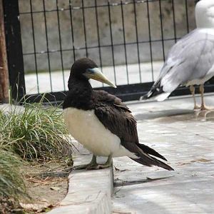 （Old Photo）Brown Booby